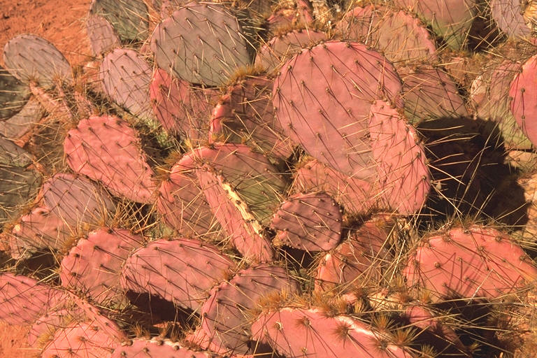 Sedona Cacti