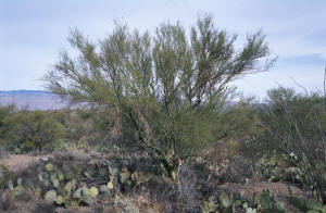 Palo Verde tree surrounded by Prickly Pears