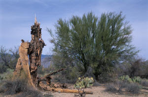 Saguaro carcass & Palo Verde tree