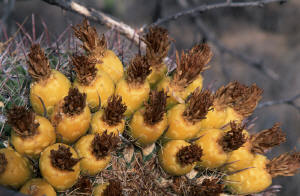Yellow buds on barrel cactus