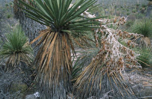 Yuccas
