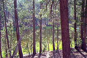 Pond Through the Trees