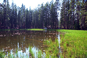 Sierra Pond