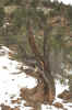 Dead Tree in Petrified Park.jpg (171108 bytes)