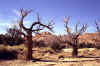 Trees at Wolverine Petrified Wood Area (40).jpg (312725 bytes)