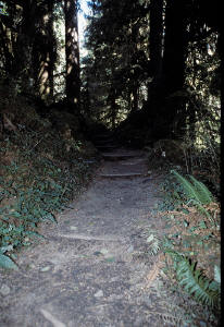 Spooky path!
