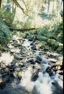 Side Creek of the Ho